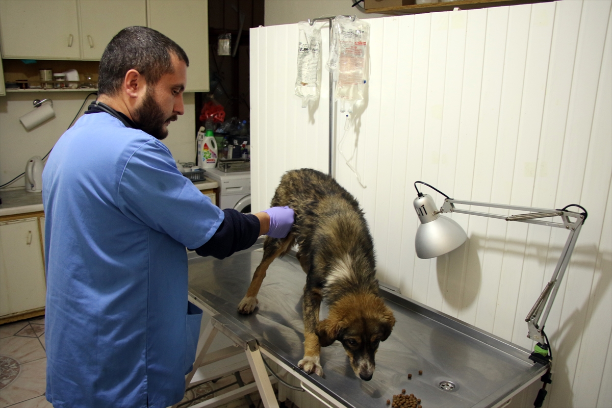 Uşak'ta çöpe attığı köpeği darbettiği iddiasıyla yakalanan kişi serbest bırakıldı