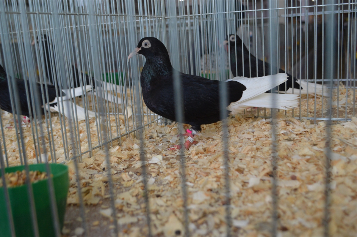 Afyonkarahisar'da “5. Ulusal Kümes Hayvanları Gösterisi” başladı