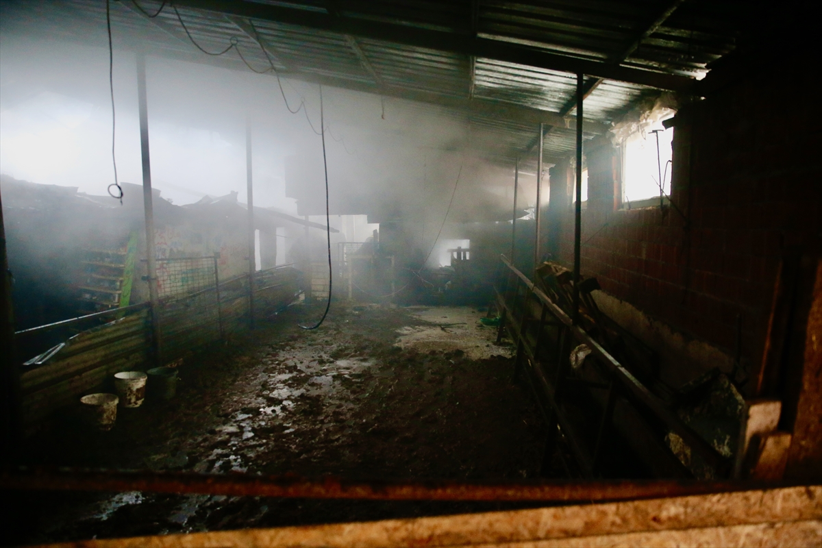 GÜNCELLEME – Eskişehir'de ağılda çıkan yangında çok sayıda hayvan telef oldu