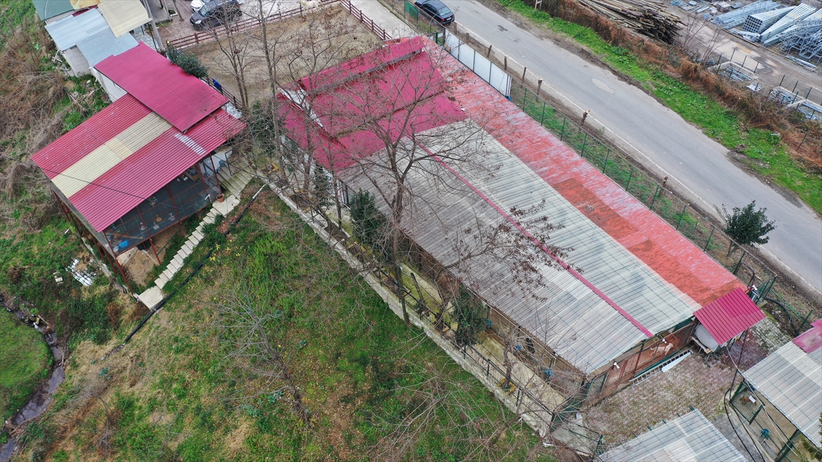 Giresun'daki barınak sokak hayvanlarına şifa oluyor