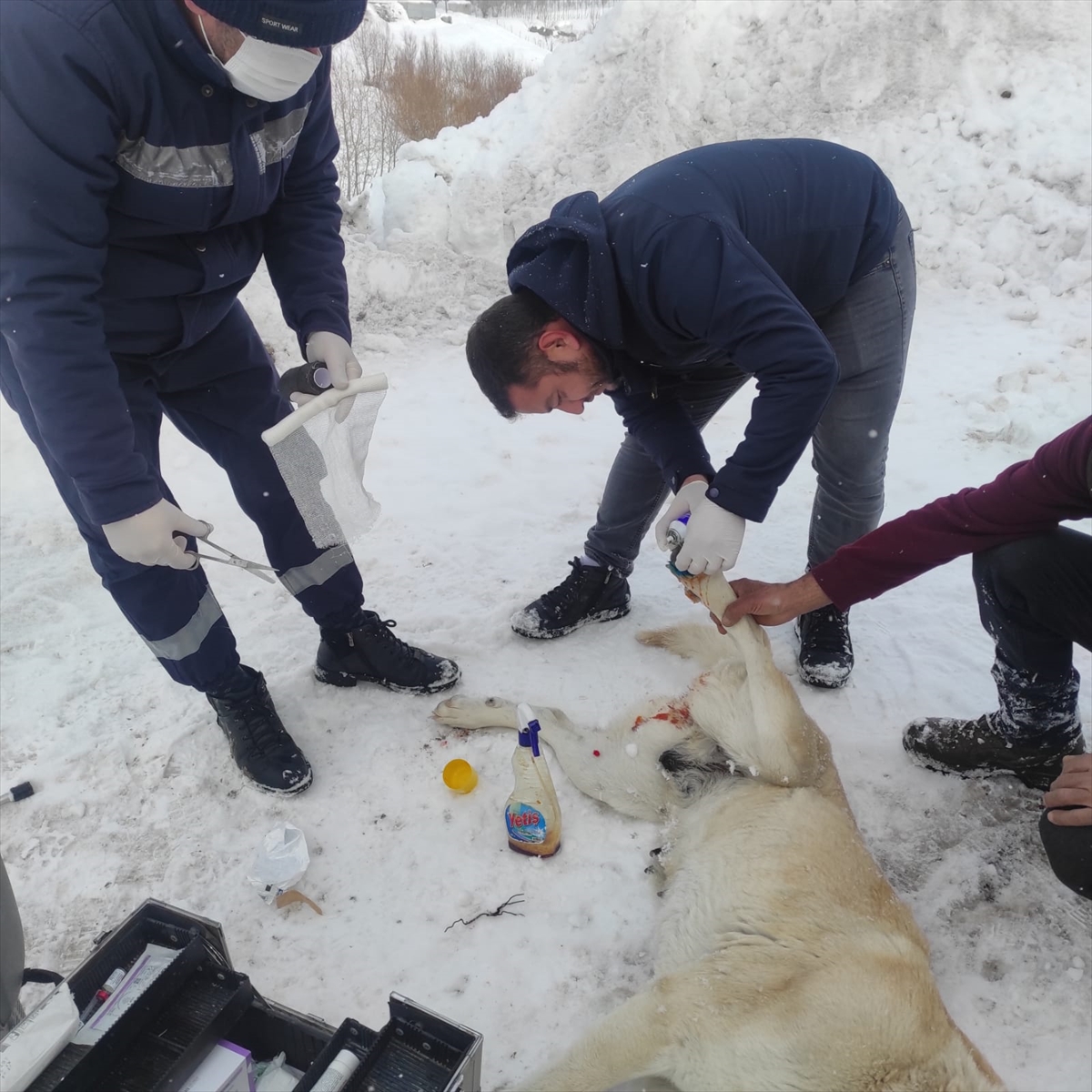 Hakkari'de elektrik teliyle boynu ve ayağından bağlanan köpekler kurtarıldı