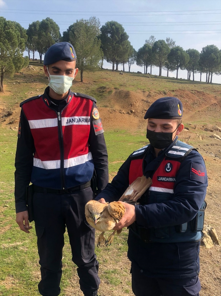 Kahramanmaraş'ta yol kenarında bulunan yaralı şahin tedavi edilecek