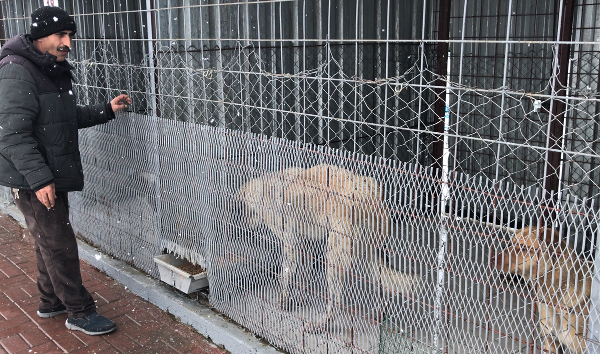 Kırşehir'de doğaya terk edilen 10 köpekten 4'ü telef oldu