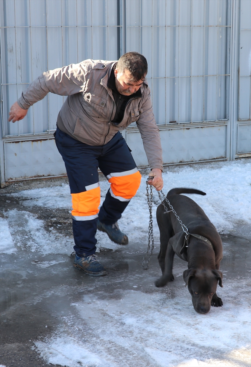 Sivas'ta sanayi sitesinde başıboş gezen yasaklı ırk köpek barınağa götürüldü