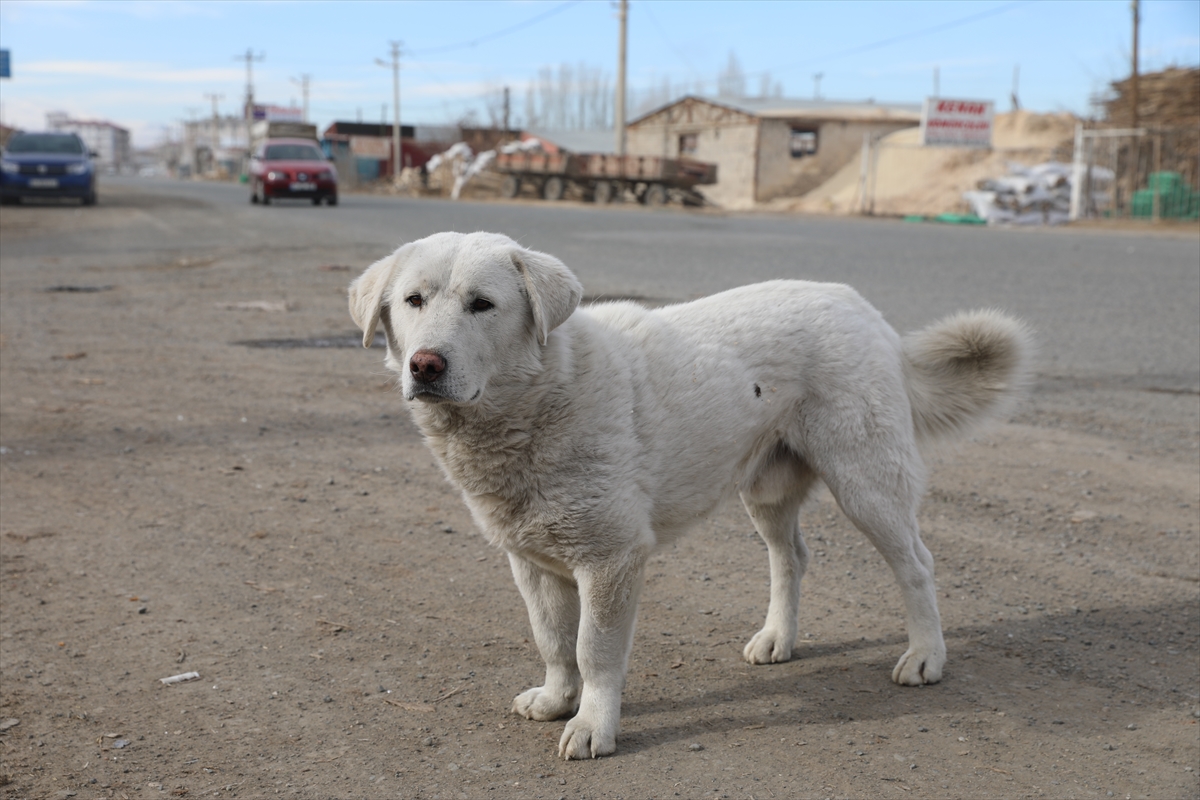 Sokak hayvanlarını 38 yıldır yazın susuz, kışın da yiyeceksiz bırakmıyor