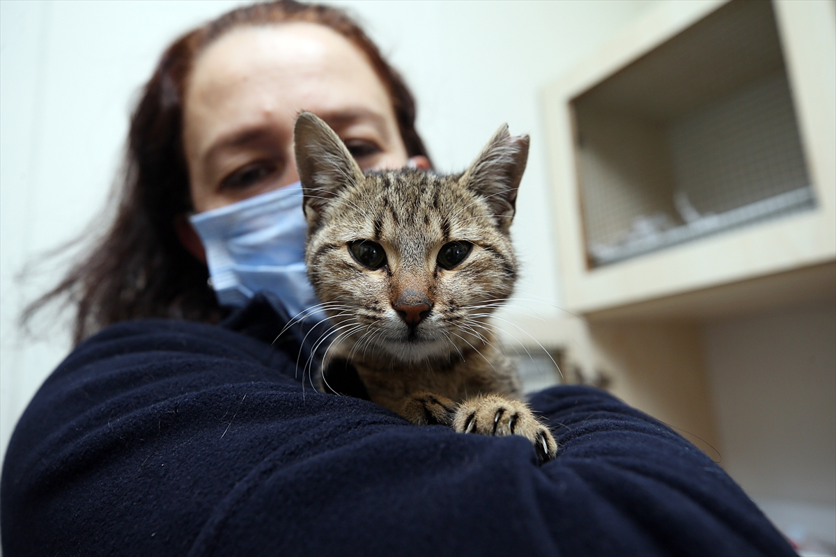 Trabzon'da sokak kedilerine 7 gün 24 saat klinik hizmeti veriliyor