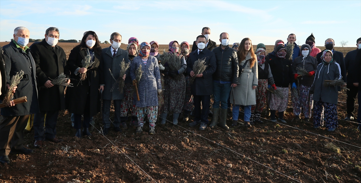 Troya, ziyaretçilerini lavanta kokularıyla karşılayacak