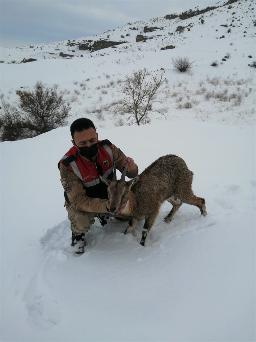 Tunceli'de köpeklerin saldırdığı yaban keçisi tedavi altına alındı