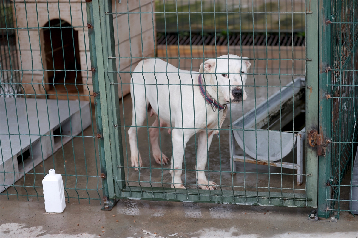 Yasaklı köpek ırklarını kayıt altına aldırmayıp sokağa bırakıyorlar
