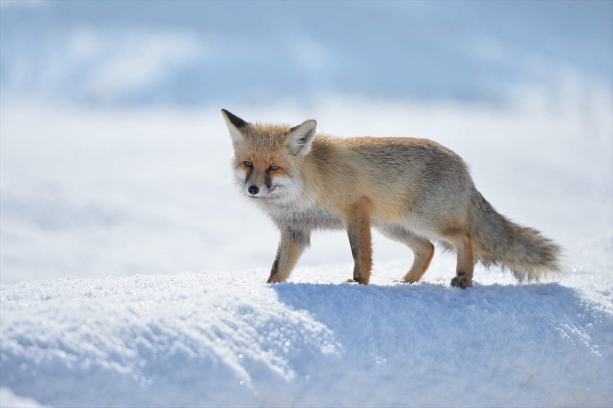 Aç kalan tilkiler Munzur Vadisi'nde yiyecek ararken görüntülendi