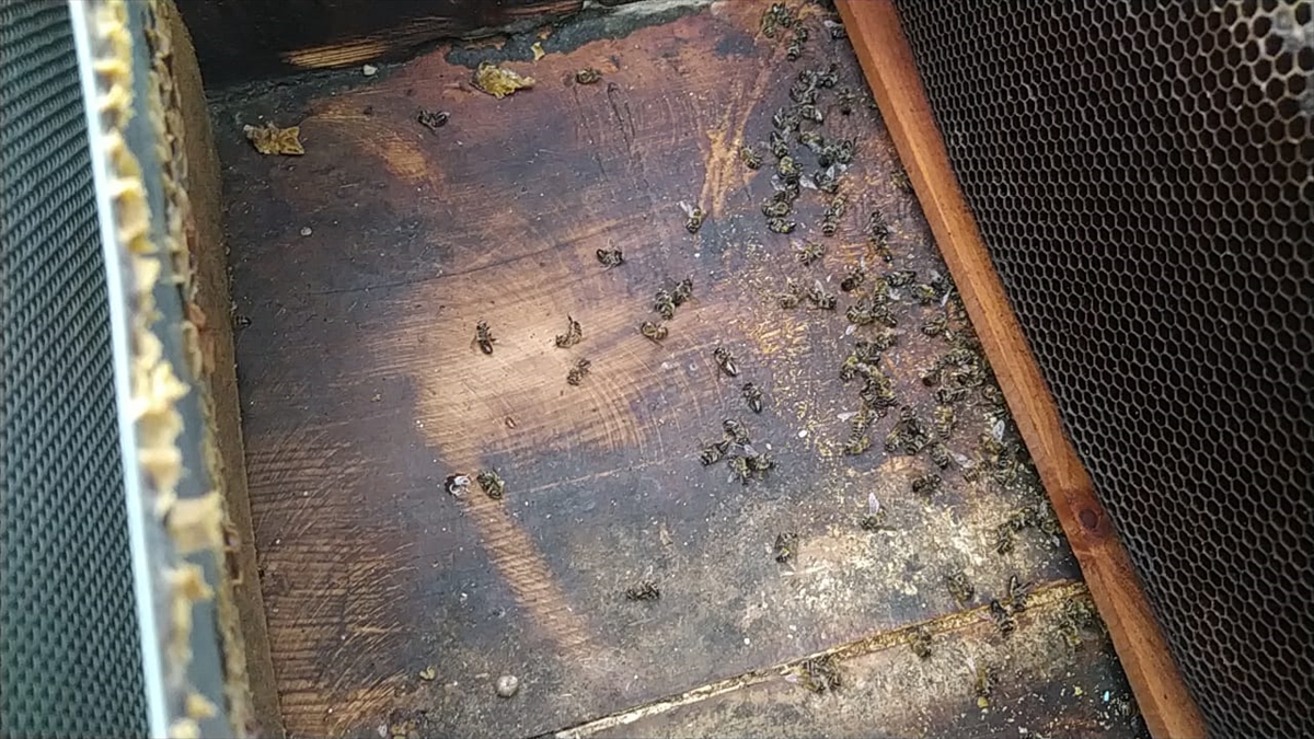 Adana Kozan'da bazı kovanlarda görülen arı ölümleri üzerine inceleme başlatıldı