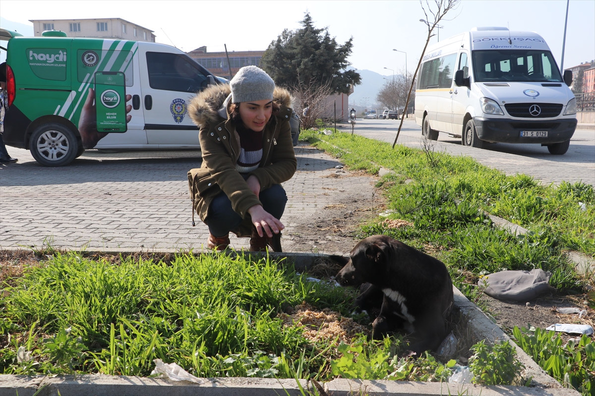Hatay Barosu avukatları sokak hayvanlarını besledi