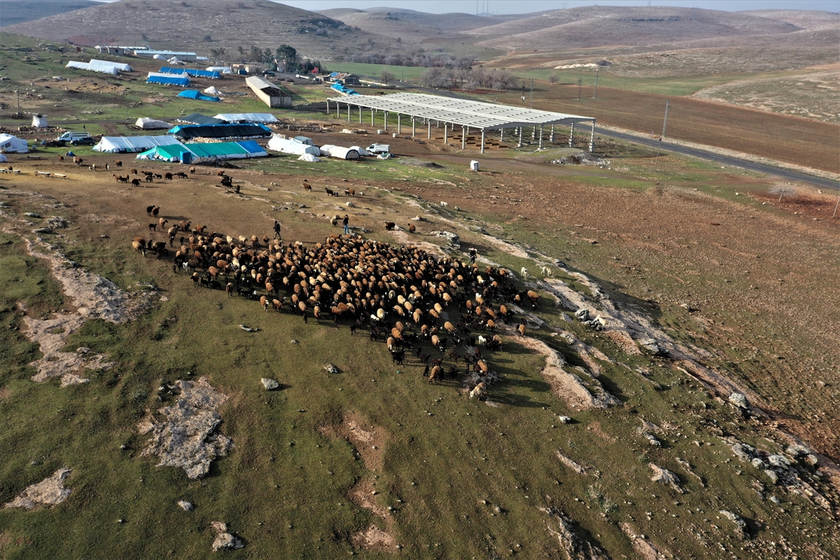 Konargöçer besicilerin kış aylarındaki adresi: Şanlıurfa