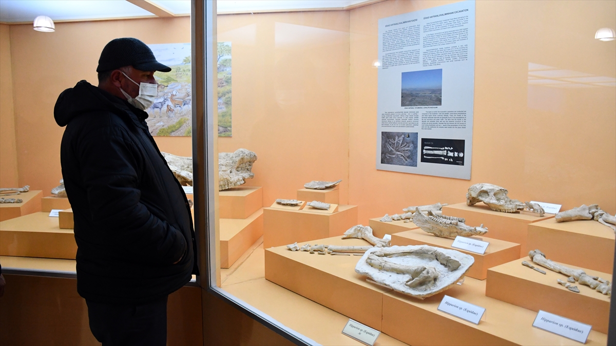 Sivas Arkeoloji Müzesi'nde “milyon yıllık fil ayağı” sergileniyor