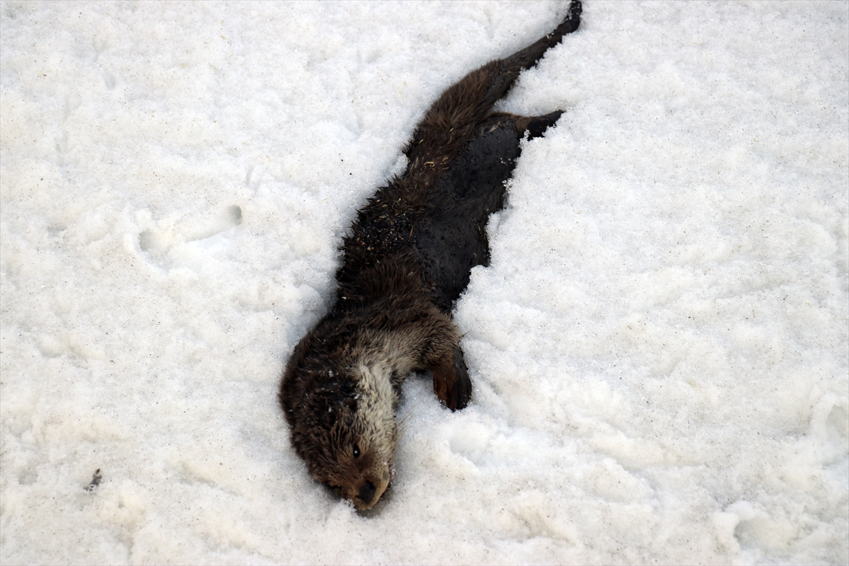 Ağrı'da köpeğin saldırdığı su samuru telef oldu