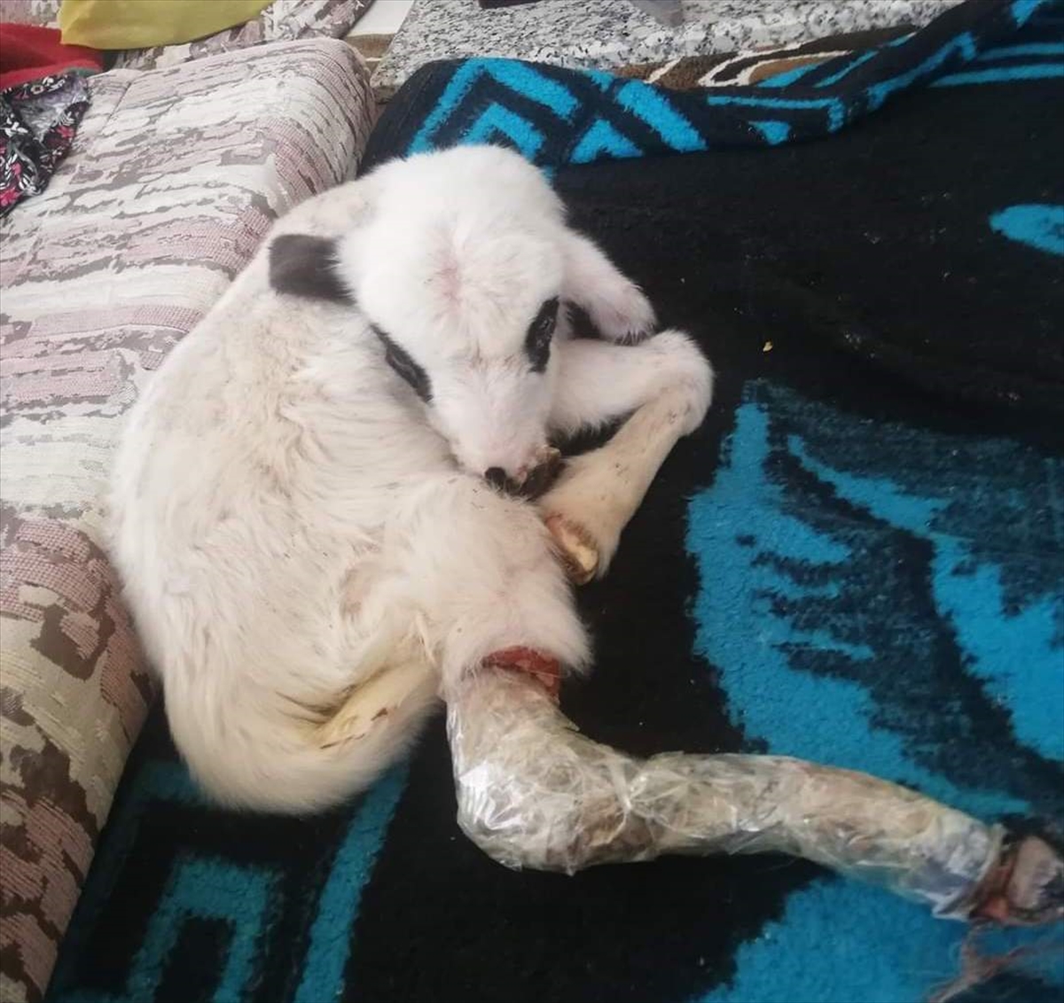 Bacağı kırılan “Batuka” karantina sürecinde evlerinin “kuzusu” oldu