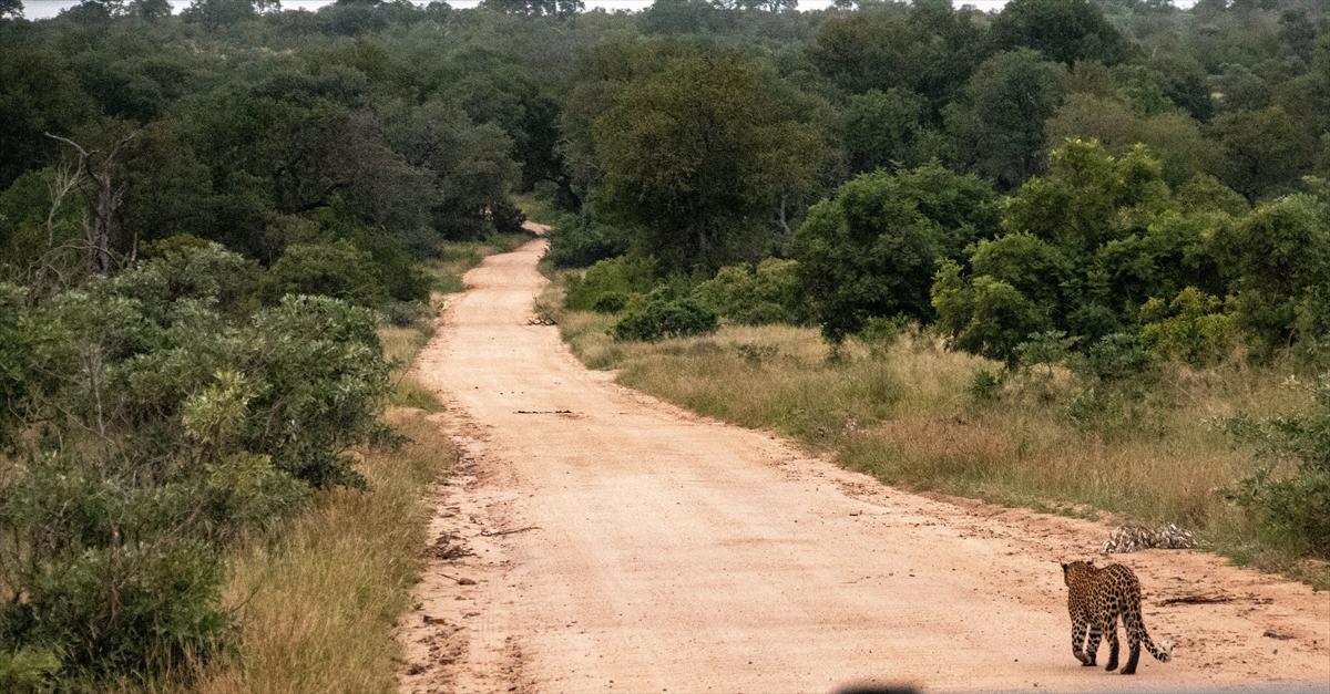 “Afrika'nın 5 büyükleri”ne ev sahipliği yapan safari mekanı: Kruger Ulusal Parkı