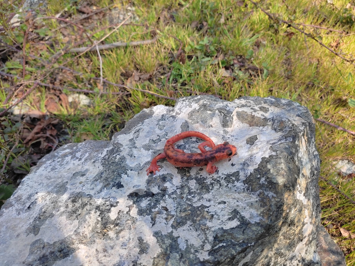 Göcek Semenderi'ni yurt dışına göndermeye çalışan şüpheliye 600 bin lira ceza