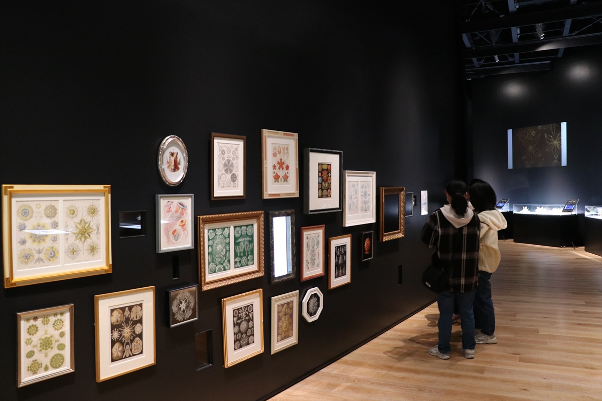 Japonya'da raf uçurumlarına sahip kütüphane “Kadokawa Kültür Müzesi”, turistlerin uğrak noktası oldu