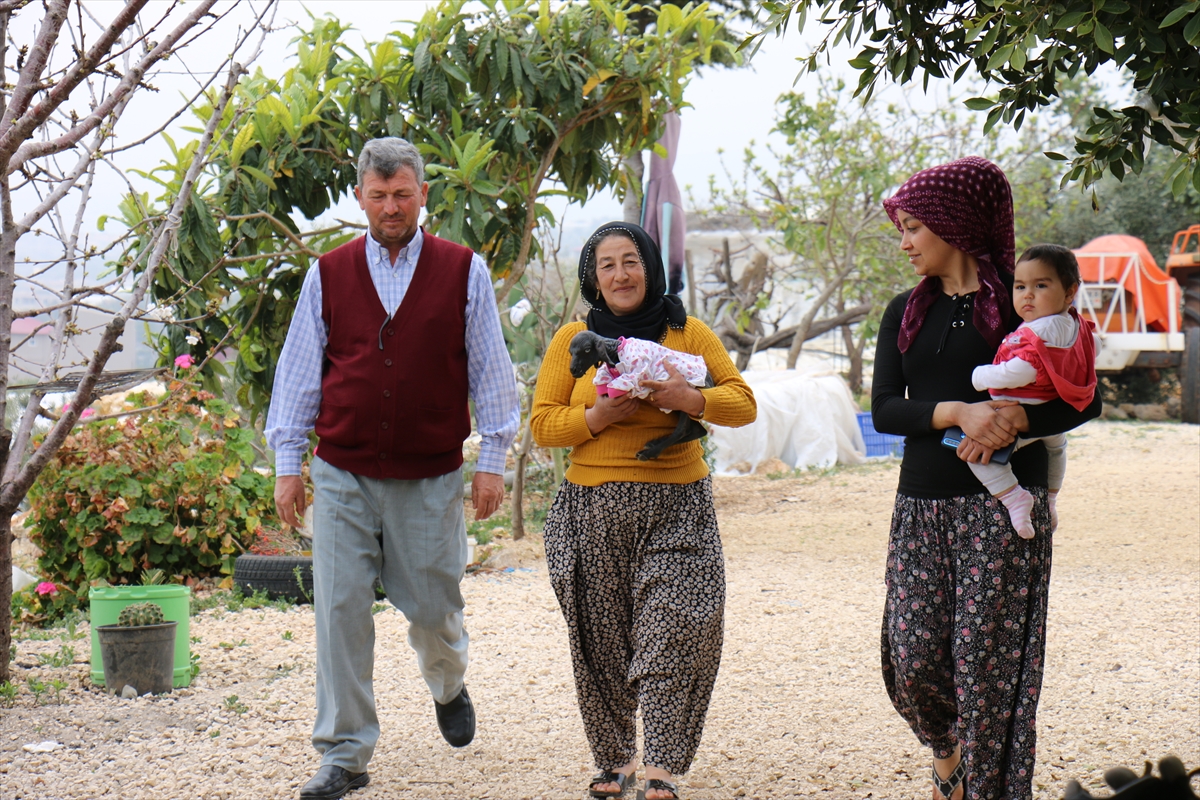 Mersin'de tüysüz doğan oğlağa özenle bakılıyor