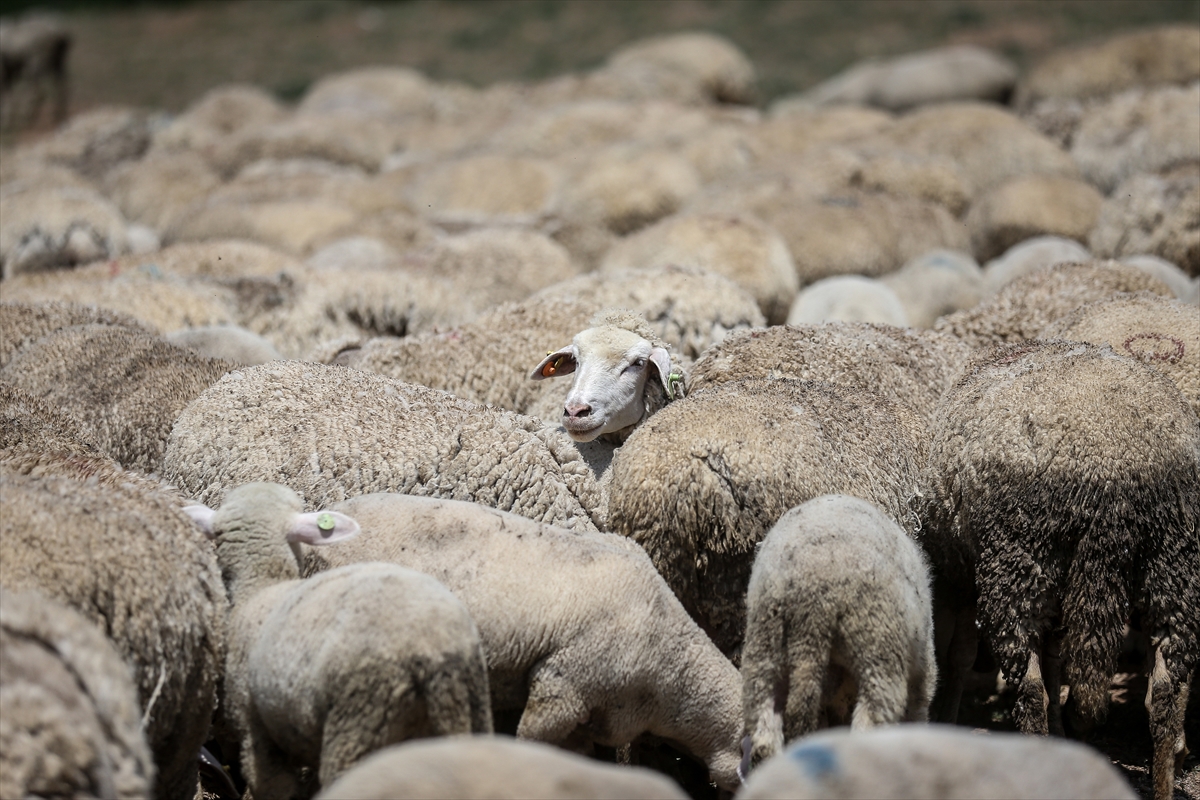 Anadolu merinosu ırkında ilk yılda yüzde 43 ikizlik oranına ulaştılar