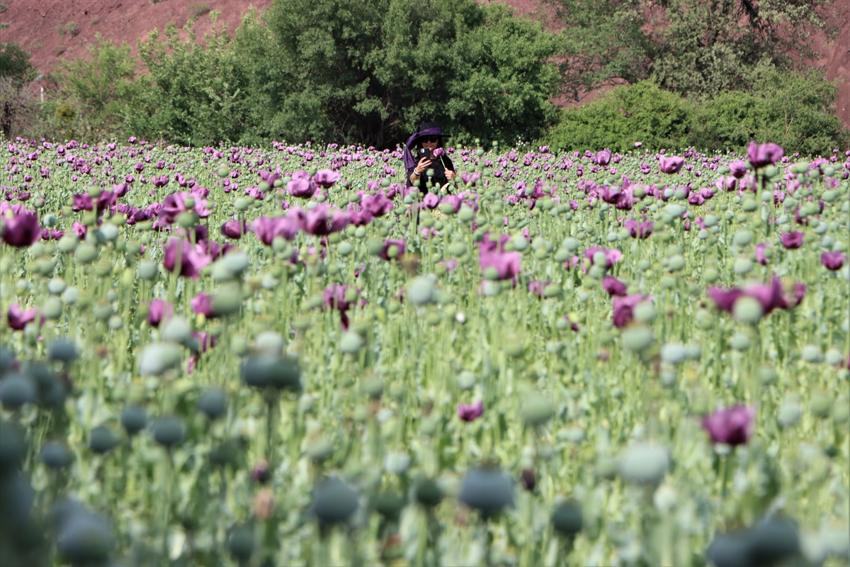 Manisa'da çiçek açan haşhaş tarlaları ovaya renk kattı