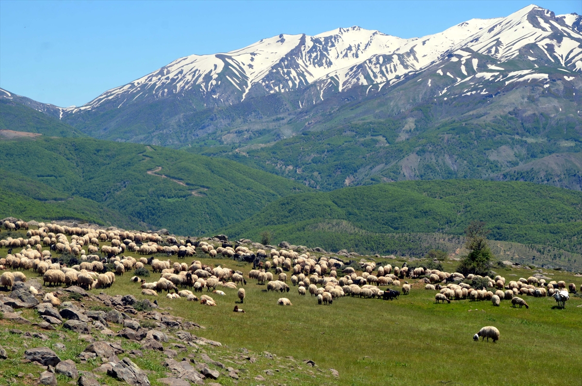 Muş'taki besicilerin yaylalara yolculuğu devam ediyor
