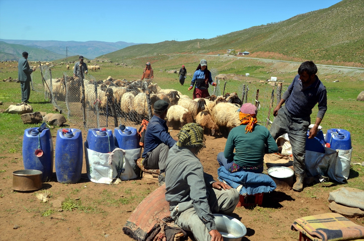 Muş'taki yaylalarda konaklayan göçerlerin süt sağım mesaisi başladı
