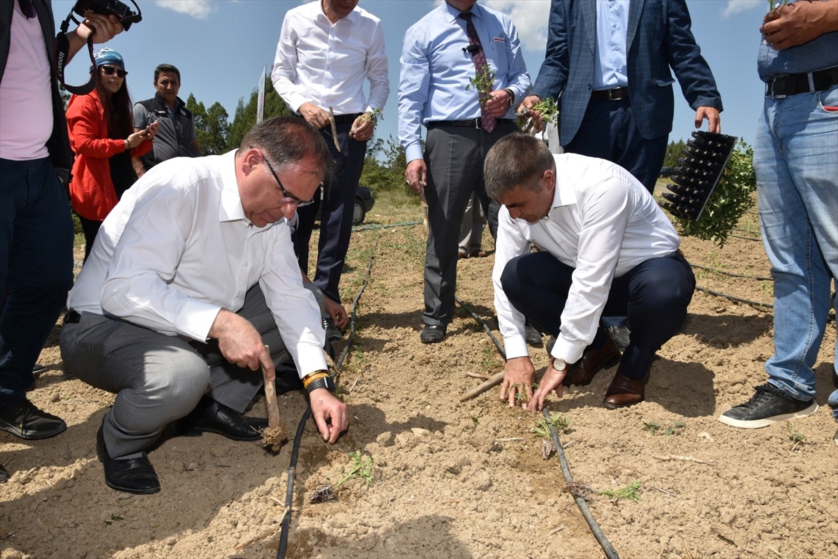 Safranbolu'nun yerli domatesi “maniye” fideleri toprakla buluştu