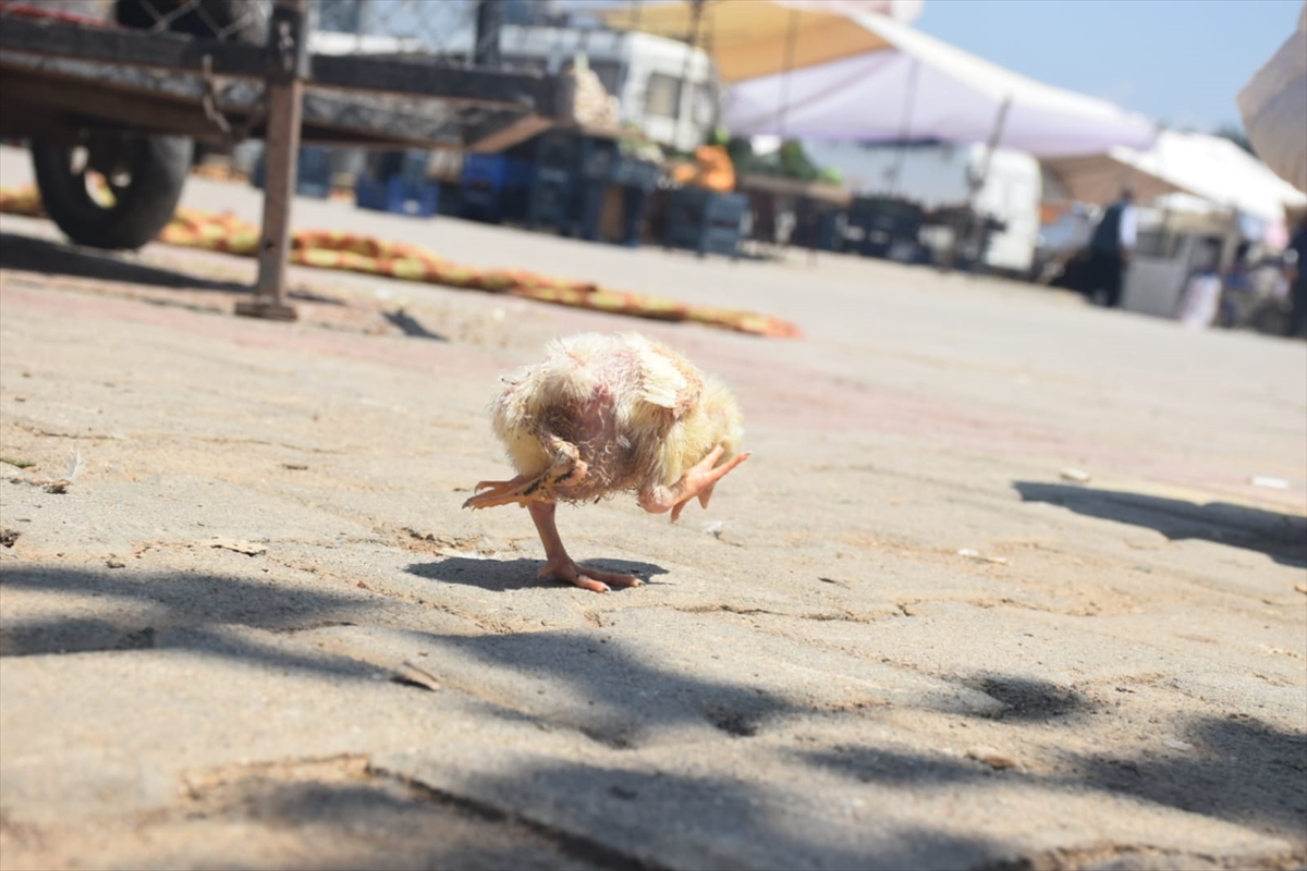Adana'da yumurtadan 4 ayaklı civciv çıktı