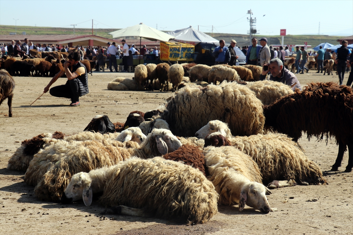 Ağrı'da aylardır özenle bakılan kurbanlıklar pazara indi