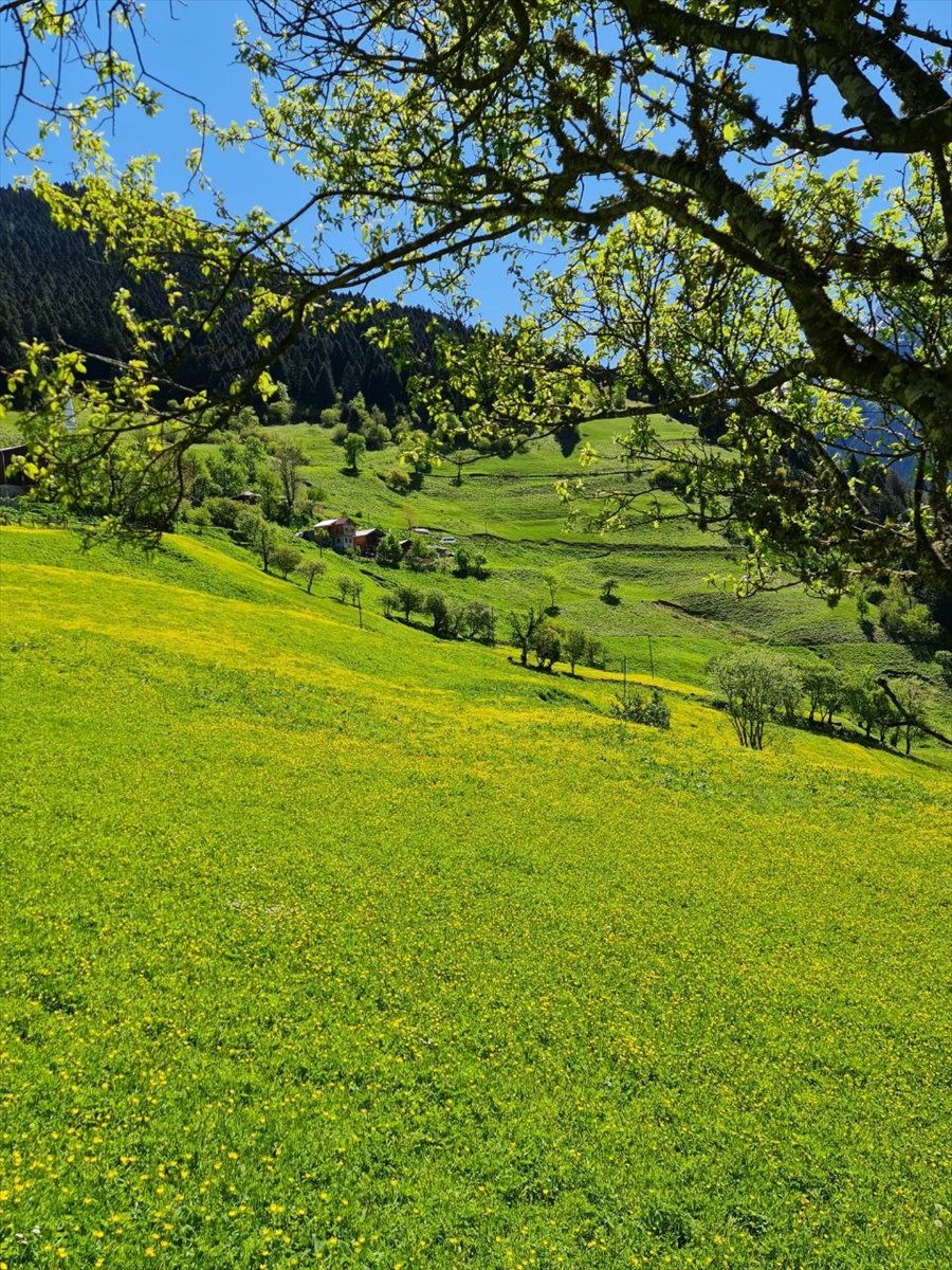 Kaçkar Dağları'nda endemik bitki türleri çiçek açtı