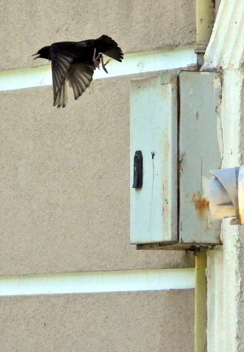 Kars'ta doğal gaz sayaçlarının kutuları sığırcıkların yuvası oldu