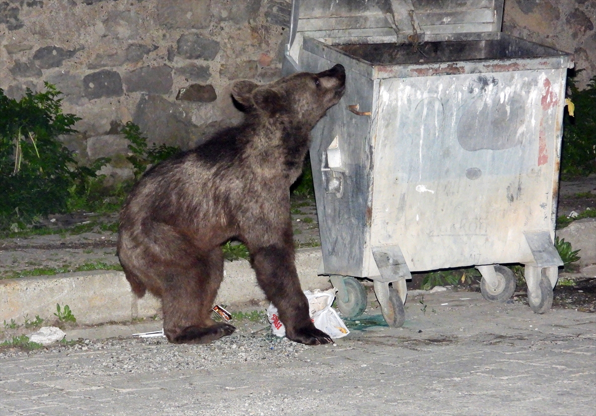 Kars'ta yiyecek arayan bozayılarla köpeklerin mücadelesi kameraya yansıdı