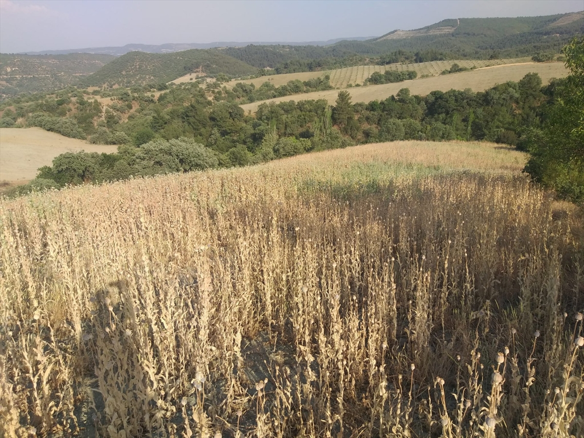 Manisa'da yasa dışı ekilen 160 bin kök haşhaş ele geçirildi