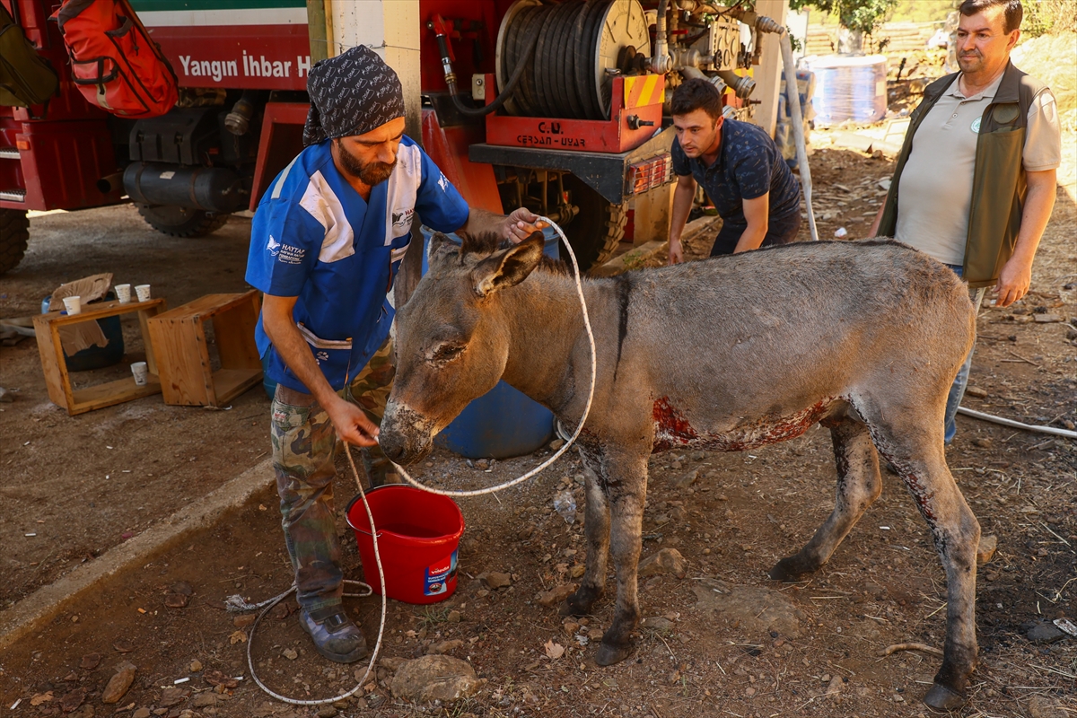 Marmaris'teki yangından yaralı kurtulan eşek tedavi altına alındı