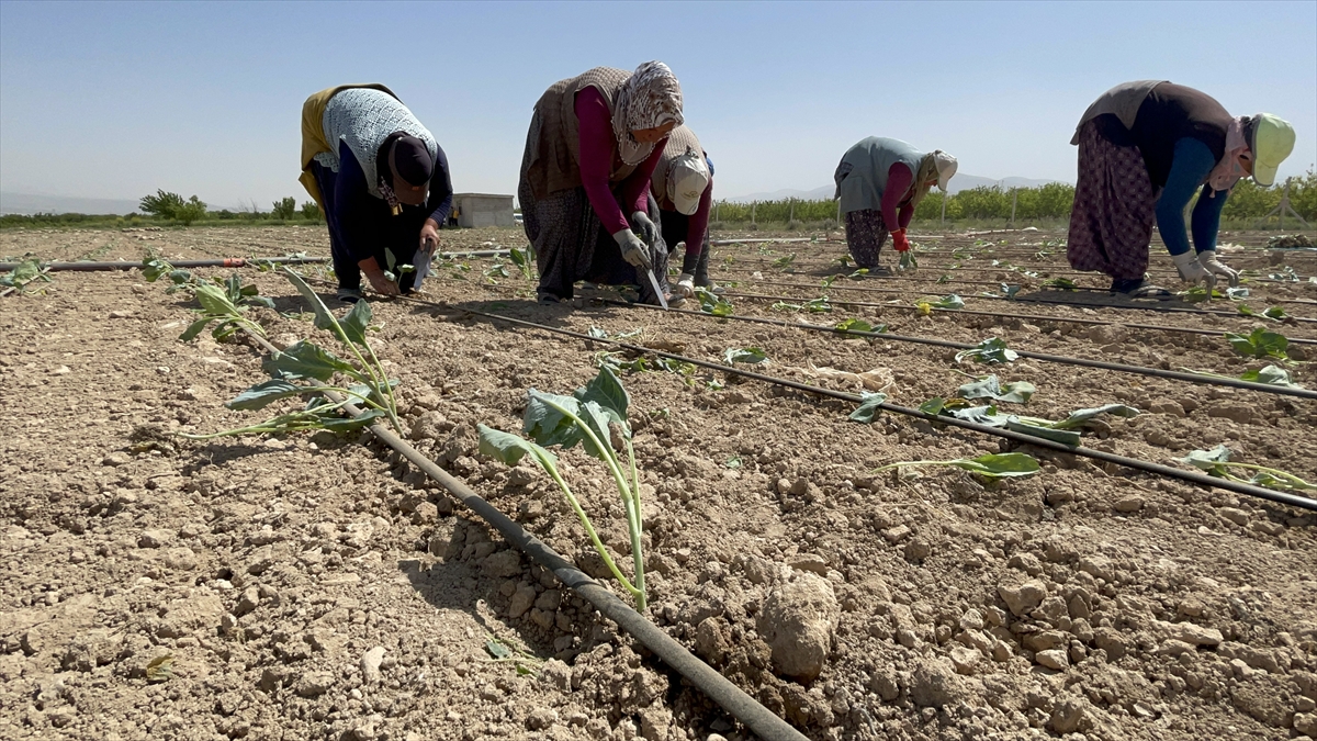 Niğde'de beyaz lahana fideleri toprakla buluşturuldu