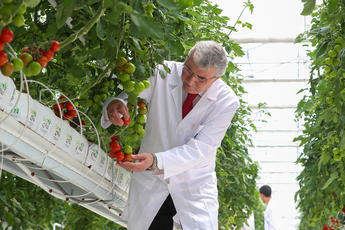 Seracılık Mükemmeliyet Merkezi'nde iki ayda 30 ton domates hasat edildi