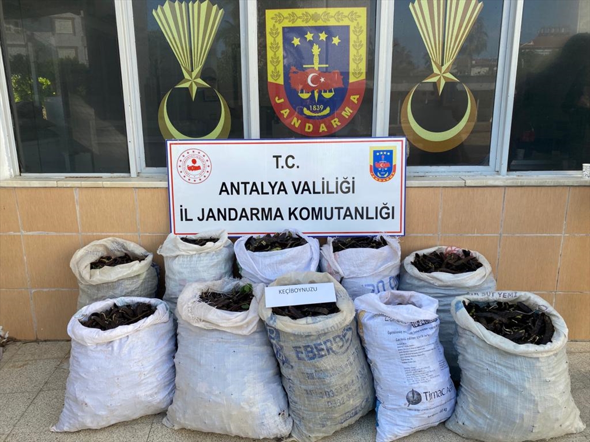 Antalya'da keçiboynuzu hırsızlığı şüphelileri yakalandı