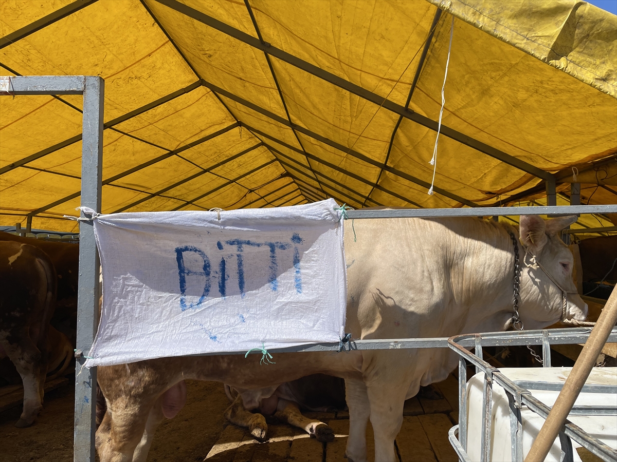 Bahçelievler'deki pazarda besiciler büyükbaş kurbanlıkların çoğunu sattı