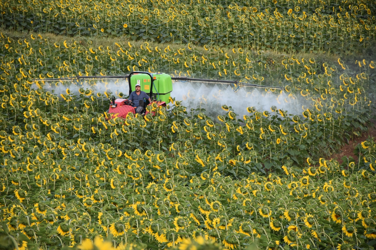 Bilecik Valisi Kızılkaya, ayçiçeği tarlalarında inceleme yaptı:
