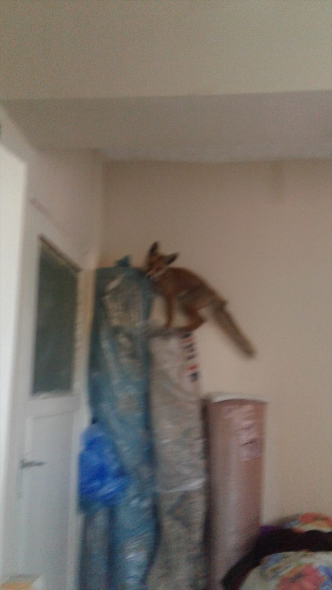 Karabük'te eve giren tilki cep telefonuyla görüntülendi