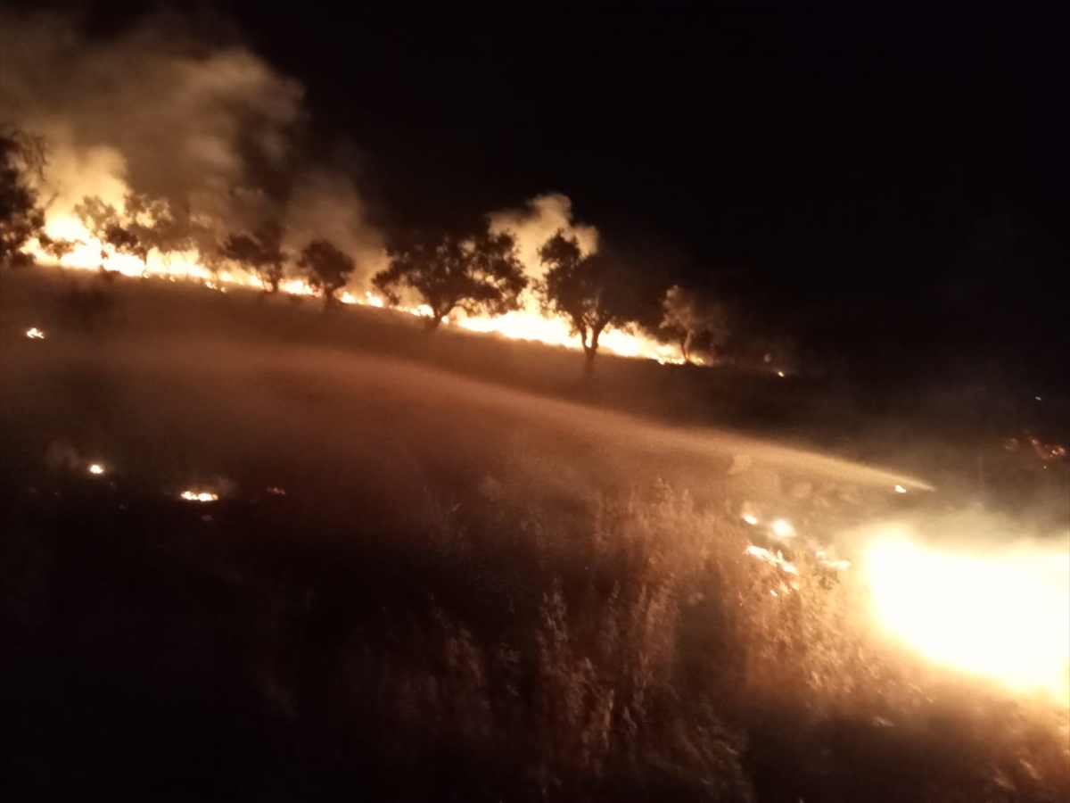 Muğla'da zeytinlik alanda çıkan yangın söndürüldü