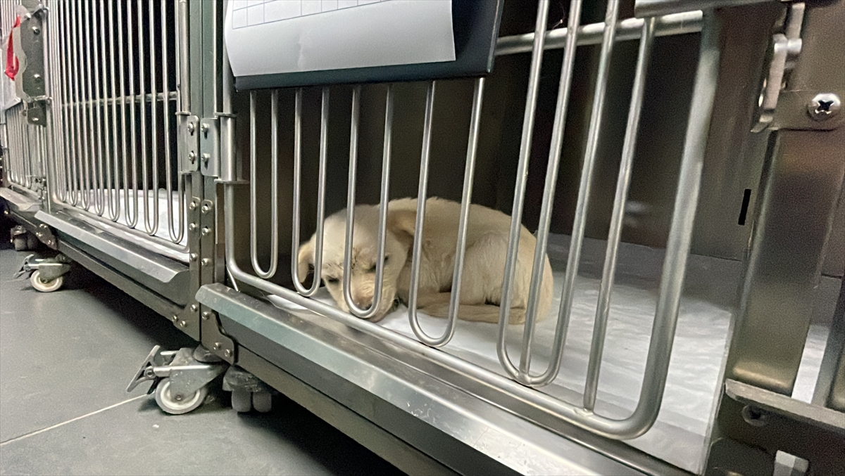 Zonguldak'ta su kanalına düşen köpek yavruları tedaviye alındı