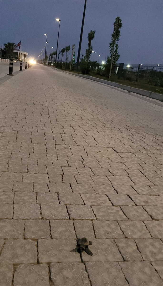 Antalya'da deniz yerine caddeye yönelen caretta carettalar telef oldu