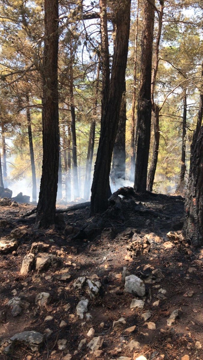 Antalya'da ormanlık alanda yangın çıktı