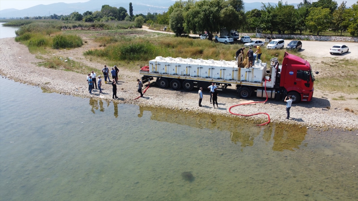 Bursa'daki göl ve göletlere 2,5 milyon sazan yavrusu bırakıldı