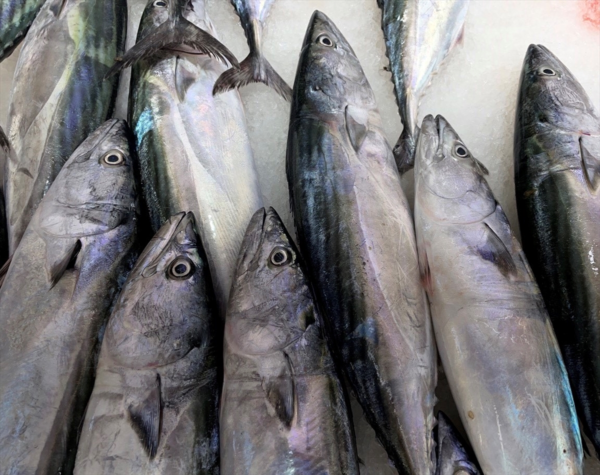 Çaparilere takılan palamutlar sezon öncesi balıkçıları umutlandırdı