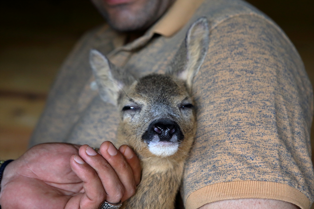 Çorum'da bulunan karaca yavrusu doğal hayata hazırlanıyor