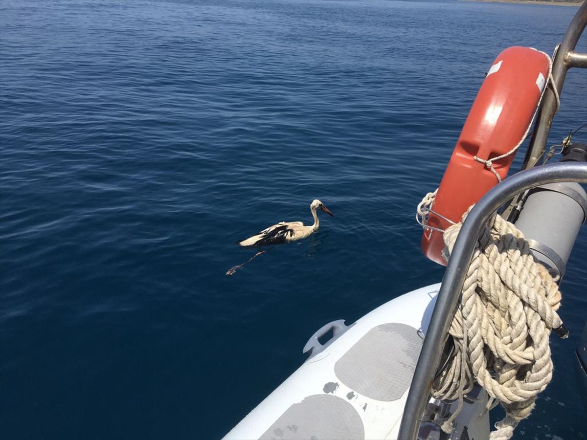 Hatay'da denizde bulunan yaralı leylek tedaviye alındı